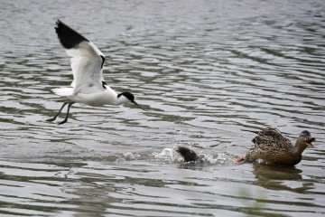 Avocets hatching